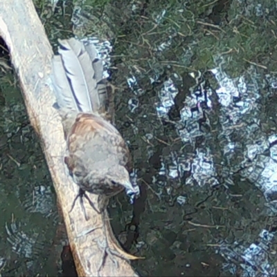 Menura novaehollandiae (Superb Lyrebird) at Broulee Moruya Nature Observation Area - 26 Jan 2024 by LisaH