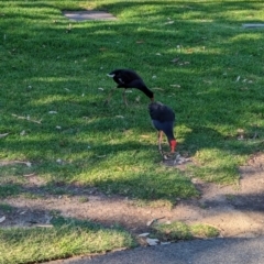 Porphyrio melanotus at Adelaide, SA - 29 Jan 2024 05:54 PM