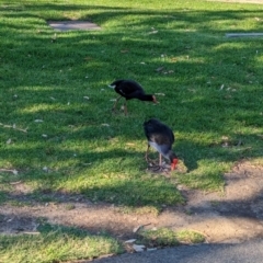 Porphyrio melanotus at Adelaide, SA - 29 Jan 2024 05:54 PM