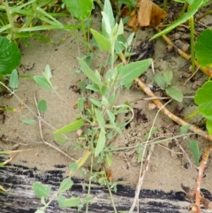 Atriplex australasica (Native Orache) at Berry, NSW - 31 Jan 2024 by plants