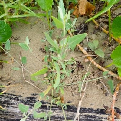 Atriplex australasica (Native Orache) at Berry, NSW - 31 Jan 2024 by plants