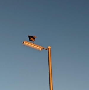 Larus pacificus at Grange, SA - 29 Jan 2024 08:14 PM