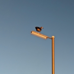 Larus pacificus at Grange, SA - 29 Jan 2024 08:14 PM