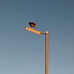 Larus pacificus at Grange, SA - 29 Jan 2024 08:14 PM