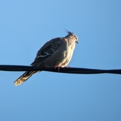 Ocyphaps lophotes (Crested Pigeon) at Tailem Bend, SA - 30 Jan 2024 by Darcy