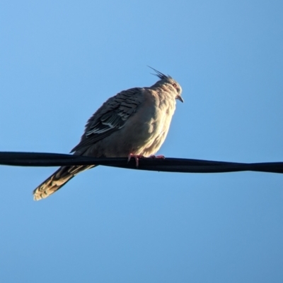 Ocyphaps lophotes (Crested Pigeon) at Tailem Bend, SA - 29 Jan 2024 by Darcy