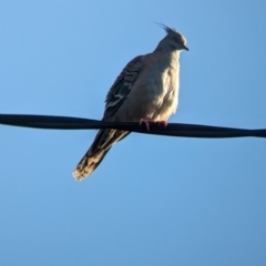 Ocyphaps lophotes at Tailem Bend, SA - 30 Jan 2024