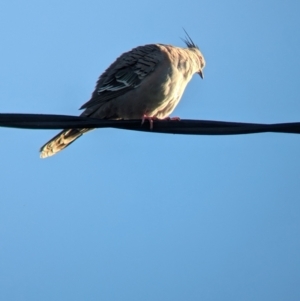 Ocyphaps lophotes at Tailem Bend, SA - 30 Jan 2024