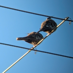 Ocyphaps lophotes at Tailem Bend, SA - 30 Jan 2024