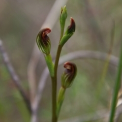 Speculantha rubescens at Tallong, NSW - 31 Jan 2024