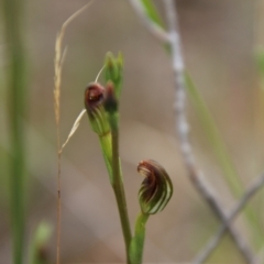 Speculantha rubescens at Tallong, NSW - 31 Jan 2024