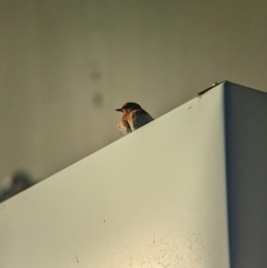 Hirundo neoxena at Tailem Bend, SA - 30 Jan 2024 07:47 AM