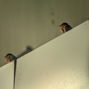 Hirundo neoxena at Tailem Bend, SA - 30 Jan 2024 07:47 AM