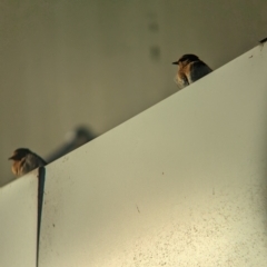 Hirundo neoxena at Tailem Bend, SA - 30 Jan 2024 07:47 AM