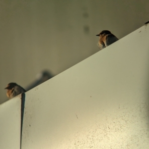 Hirundo neoxena at Tailem Bend, SA - 30 Jan 2024 07:47 AM