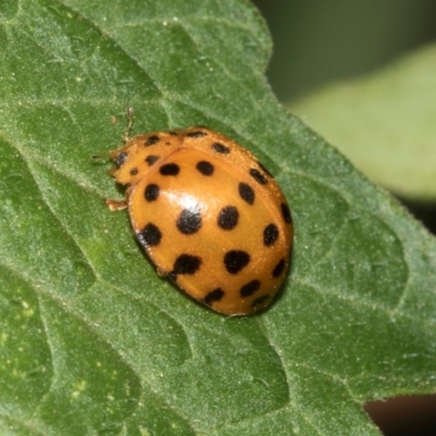 Epilachna sumbana (A Leaf-eating Ladybird) at Higgins, ACT - 31 Jan 2024 by AlisonMilton