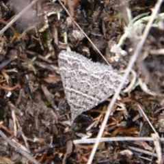 Dichromodes explanata (Fine-lined Heath Moth) at Tallong, NSW - 31 Jan 2024 by Csteele4