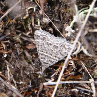 Dichromodes explanata (Fine-lined Heath Moth) at Tallong, NSW - 31 Jan 2024 by Csteele4