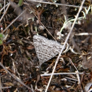 Dichromodes explanata at Tallong, NSW - suppressed