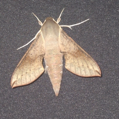 Hippotion scrofa (Coprosma Hawk Moth) at Hamlyn Heights, VIC - 31 Jan 2024 by ahosie