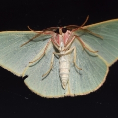 Chlorocoma assimilis (Golden-fringed Emerald Moth) at Jerrabomberra, NSW - 31 Jan 2024 by DianneClarke