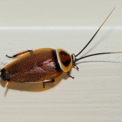 Periplaneta australasiae at Wellington Point, QLD - 30 Jan 2024 by TimL