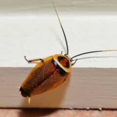 Ellipsidion australe at Wellington Point, QLD - suppressed