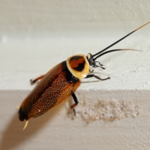 Ellipsidion australe at Wellington Point, QLD - suppressed