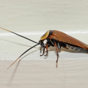 Ellipsidion australe at Wellington Point, QLD - suppressed