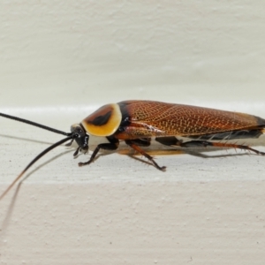 Ellipsidion australe at Wellington Point, QLD - suppressed