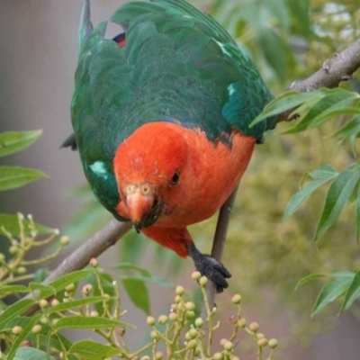 Alisterus scapularis (Australian King-Parrot) at Watson, ACT - 1 Feb 2024 by AniseStar