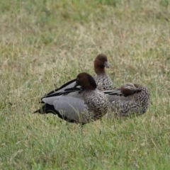 Chenonetta jubata (Australian Wood Duck) at Watson, ACT - 31 Jan 2024 by AniseStar