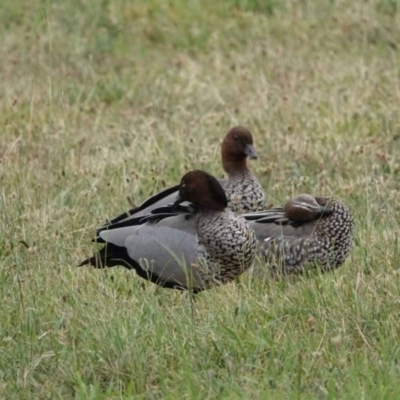 Chenonetta jubata (Australian Wood Duck) at Watson Green Space - 31 Jan 2024 by AniseStar