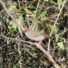 Neochmia temporalis (Red-browed Finch) at Alpine, NSW - 17 Jan 2024 by JanHartog