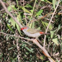 Neochmia temporalis (Red-browed Finch) at Wingecarribee Local Government Area - 18 Jan 2024 by JanHartog