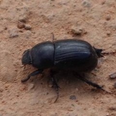 Dasygnathus sp. (Rhinoceros beetle) at Watson Green Space - 31 Jan 2024 by AniseStar
