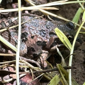 Limnodynastes tasmaniensis at Spence, ACT - 28 Jan 2024 07:57 AM