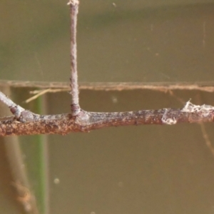 Acrophylla titan at Wingecarribee Local Government Area - suppressed