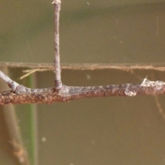 Acrophylla titan (Titan Stick Insect) at Braemar - 31 Jan 2024 by Curiosity