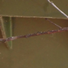 Acrophylla titan at Wingecarribee Local Government Area - suppressed