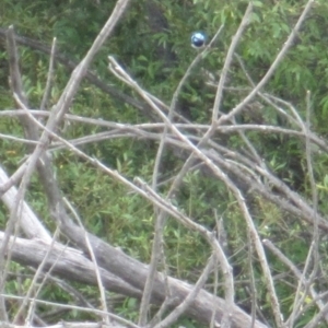 Malurus cyaneus at Lake Burley Griffin West - 30 Jan 2024