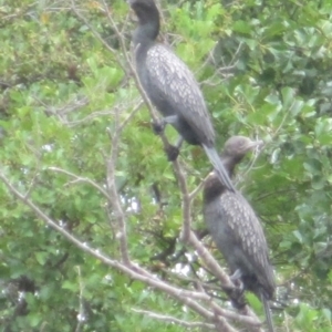 Phalacrocorax sulcirostris at Australian National University - 30 Jan 2024 01:21 PM