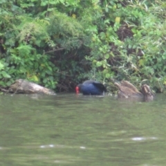 Porphyrio melanotus (Australasian Swamphen) at Lake Burley Griffin West - 30 Jan 2024 by JimL