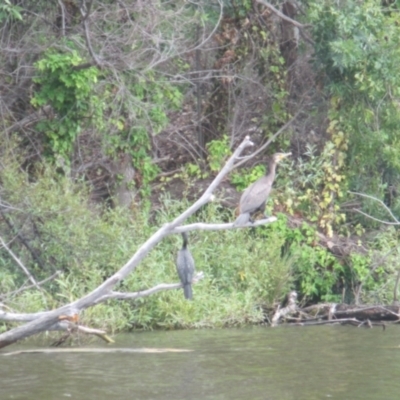 Phalacrocorax carbo (Great Cormorant) at Lake Burley Griffin West - 30 Jan 2024 by JimL