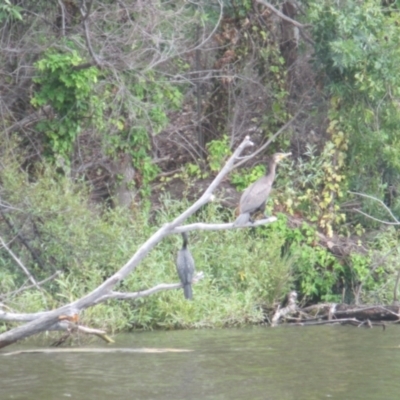 Phalacrocorax carbo (Great Cormorant) at Acton, ACT - 30 Jan 2024 by JimL