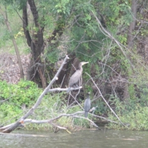 Phalacrocorax carbo at Lake Burley Griffin West - 30 Jan 2024