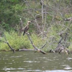 Phalacrocorax carbo at Lake Burley Griffin West - 30 Jan 2024