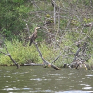 Phalacrocorax carbo at Lake Burley Griffin West - 30 Jan 2024