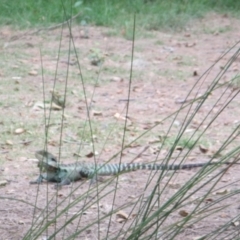 Intellagama lesueurii howittii (Gippsland Water Dragon) at Lake Burley Griffin West - 30 Jan 2024 by JimL