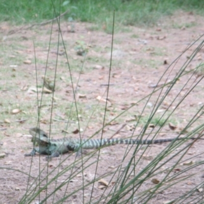 Intellagama lesueurii howittii (Gippsland Water Dragon) at Lake Burley Griffin West - 30 Jan 2024 by JimL